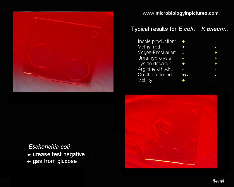 Escherichia coli negative urease test + gas production from glucose Escherichia coli urea hydrolysis